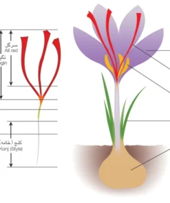 Drawing of a Crocus Sativus, with its stigma from which saffron is harvested. Including the quality grading system for the various saffron qualities.