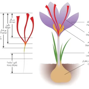 Drawing of a Crocus Sativus, with its stigma from which saffron is harvested. Including the quality grading system for the various saffron qualities.