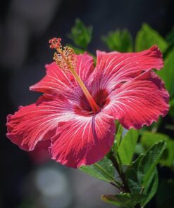 Hibiscus Tea (Caffeine-Free) - Havva Brew - Hibiscus Flower
