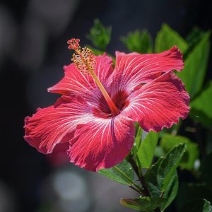 Hibiscus Tea (Caffeine-Free) - Havva Brew - Hibiscus Flower